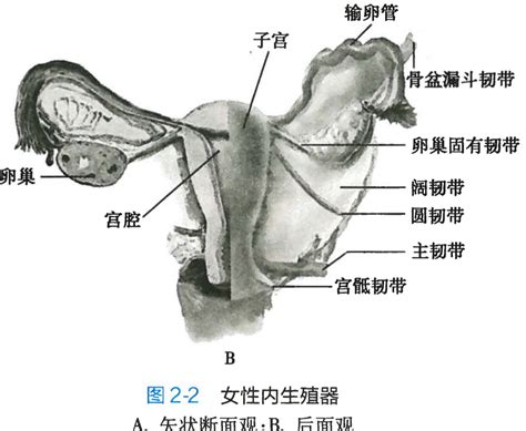 女人洞|阴道结构图